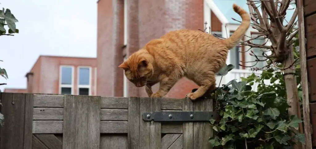 Brown cat walking on a fence