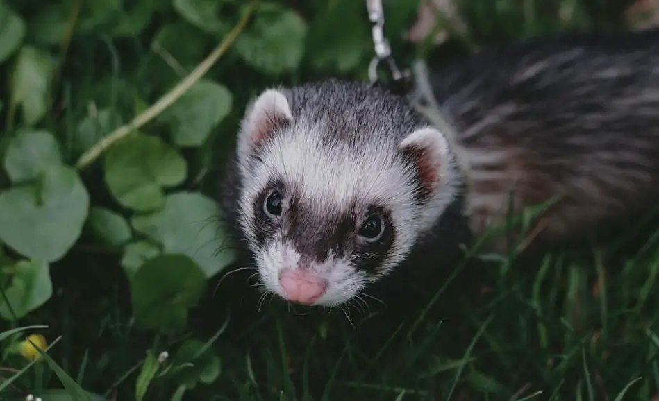 Causes of Ferret Whimpering