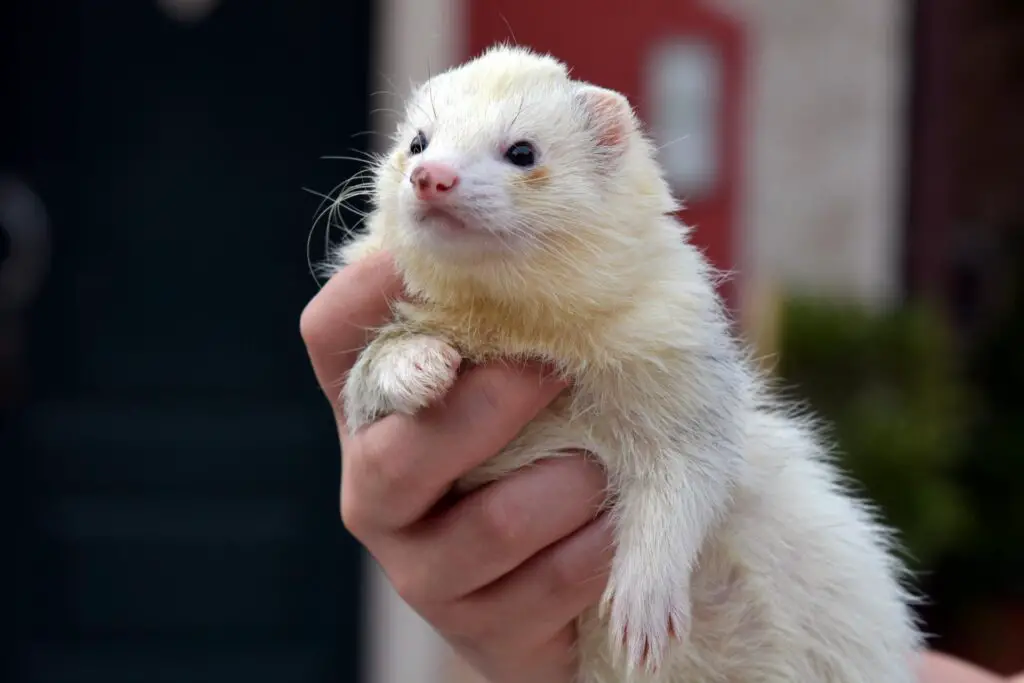 Preventing Future Ferret Whimpering